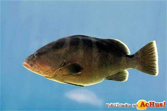 Grouper