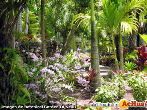 Orchid Garden