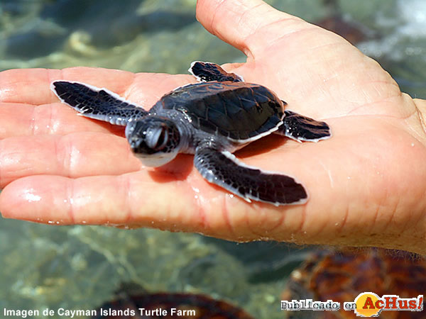 Turtle Farm 01