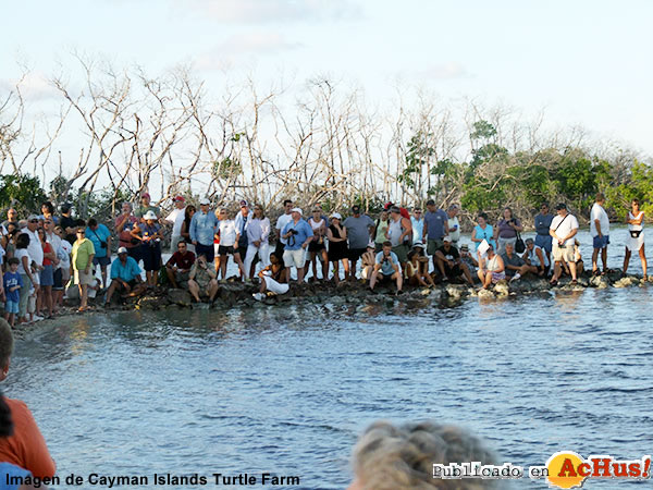 Turtle Farm 02