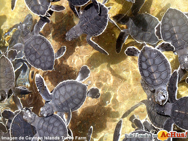 Turtle Farm 03