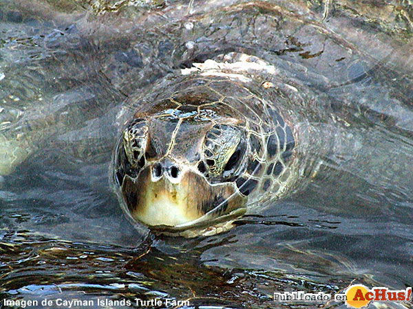 Turtle Farm 04
