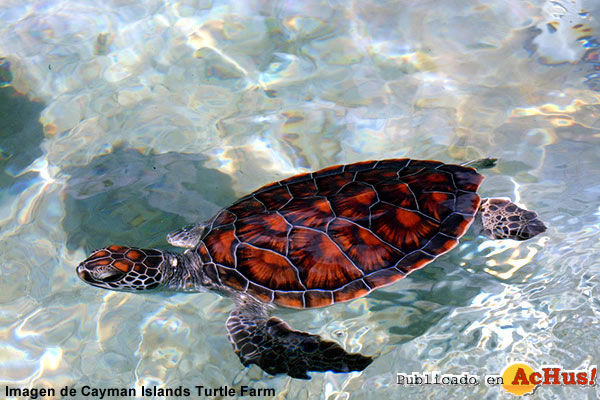 Turtle Farm 05