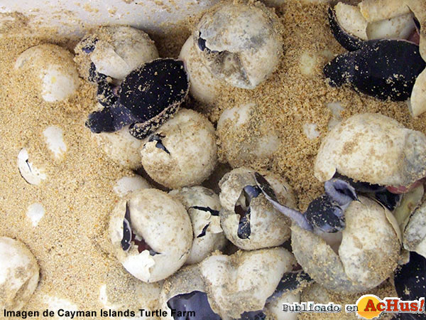 Turtle Farm 06