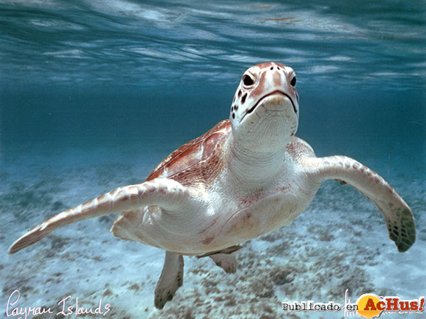 Turtle Farm 07