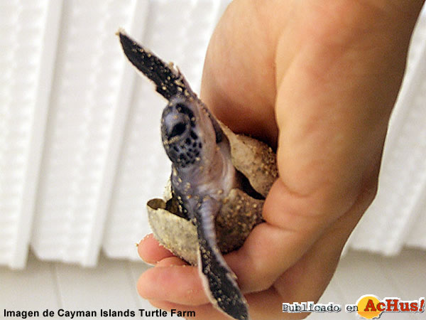 Turtle Farm 08