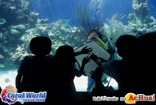 caribbean reef encounter stingray