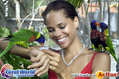 lorikeet garden