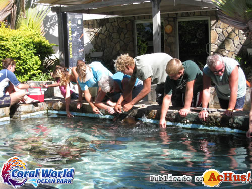 stingray feeding