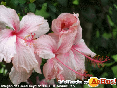 Botanic Park 01