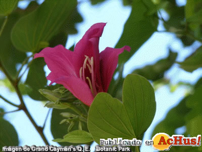 Botanic Park 02