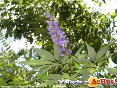 Botanic Park 03