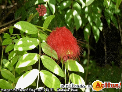 Botanic Park 06