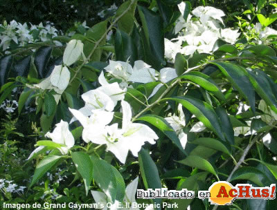 Botanic Park 07