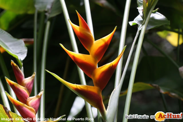 heliconia