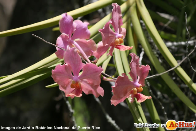 orquideas