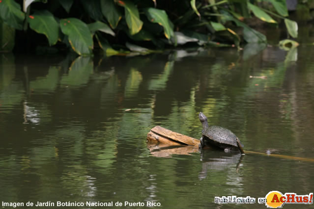 tortuga