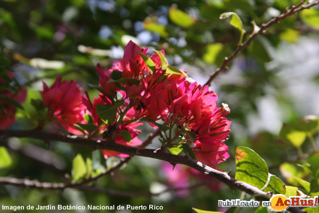 trinitarias