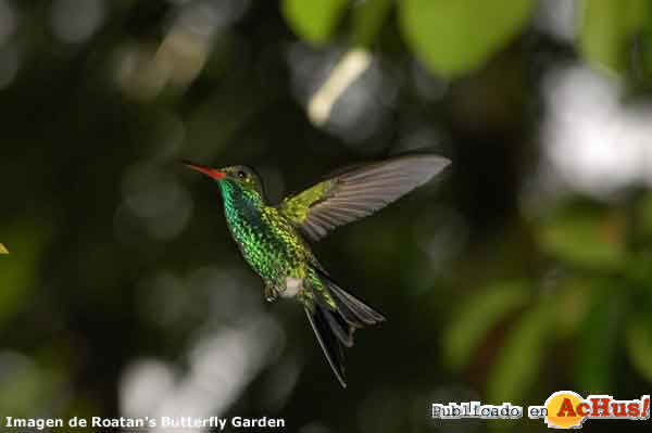 Hummingbird