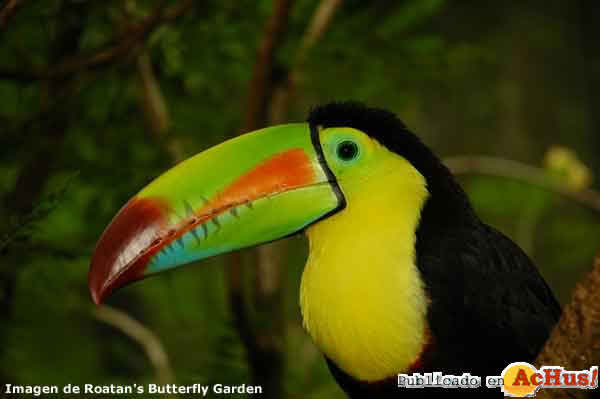 Keeled Bill Toucan