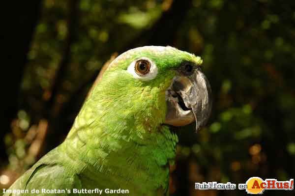 Mealy Amazon