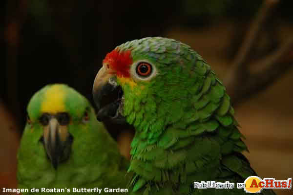 Parrots