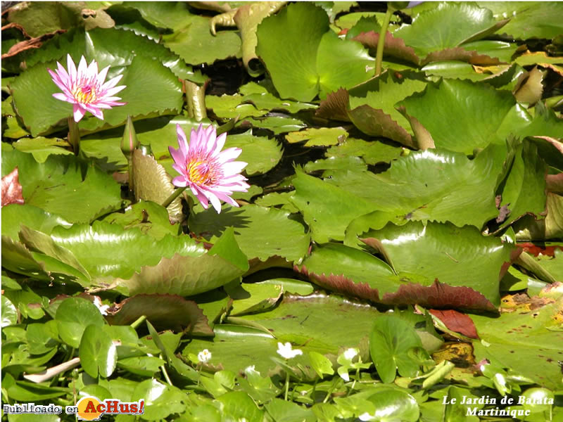 Jardin 04