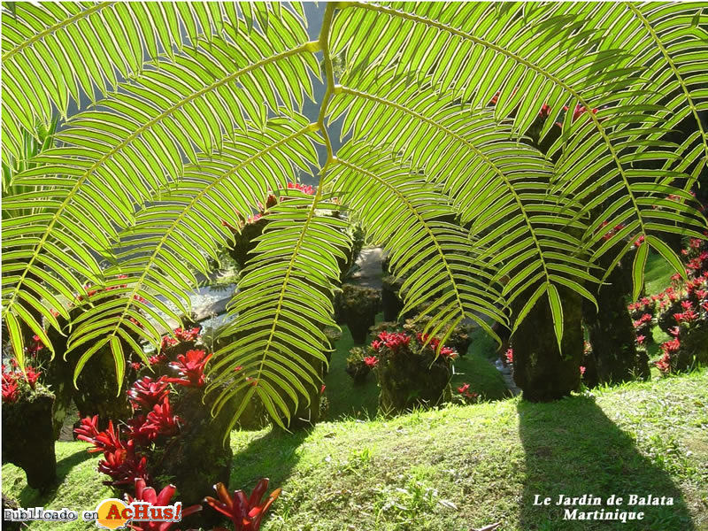 Jardin 06