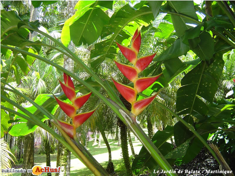 Jardin 07