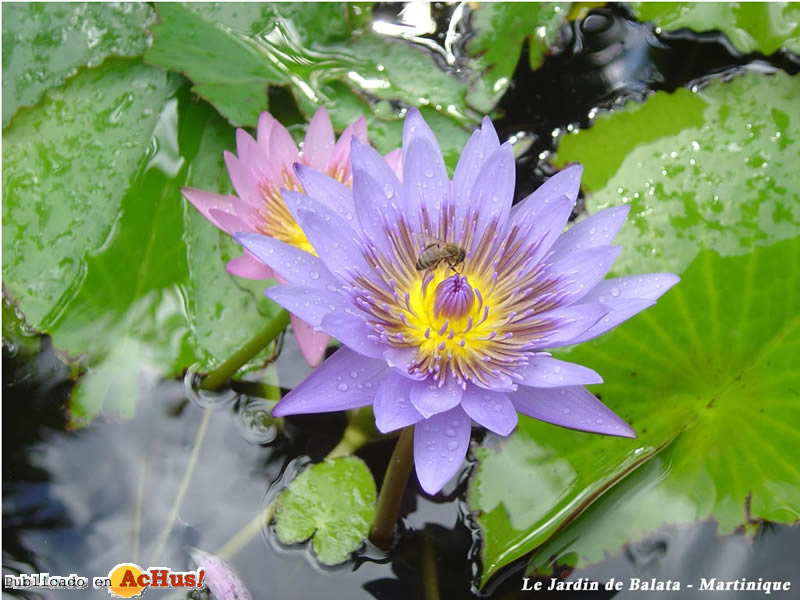 Jardin 08