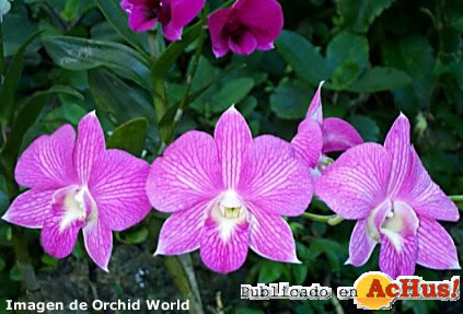 Orchid World 01
