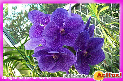 Orchid-World-03.jpg