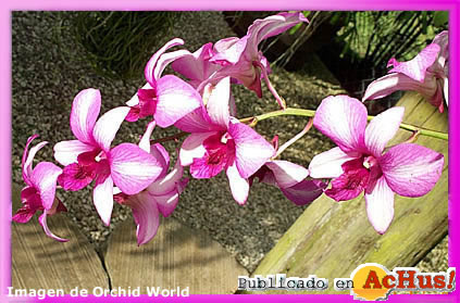 Orchid World 05