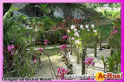 Orchid World 07