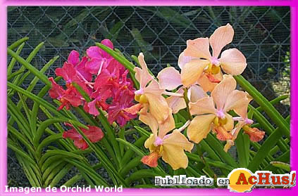 Orchid World 08