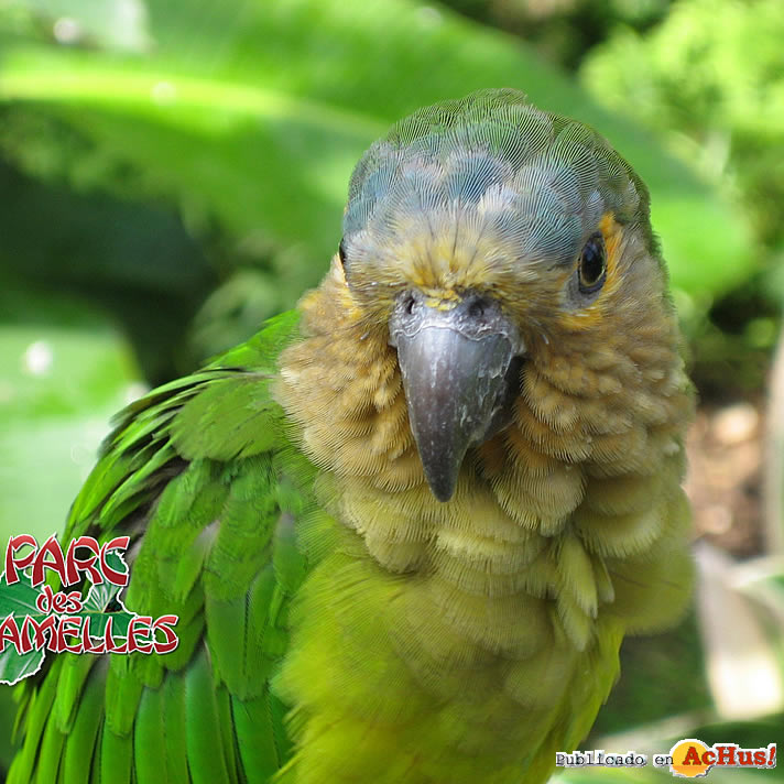 conure_cuivree