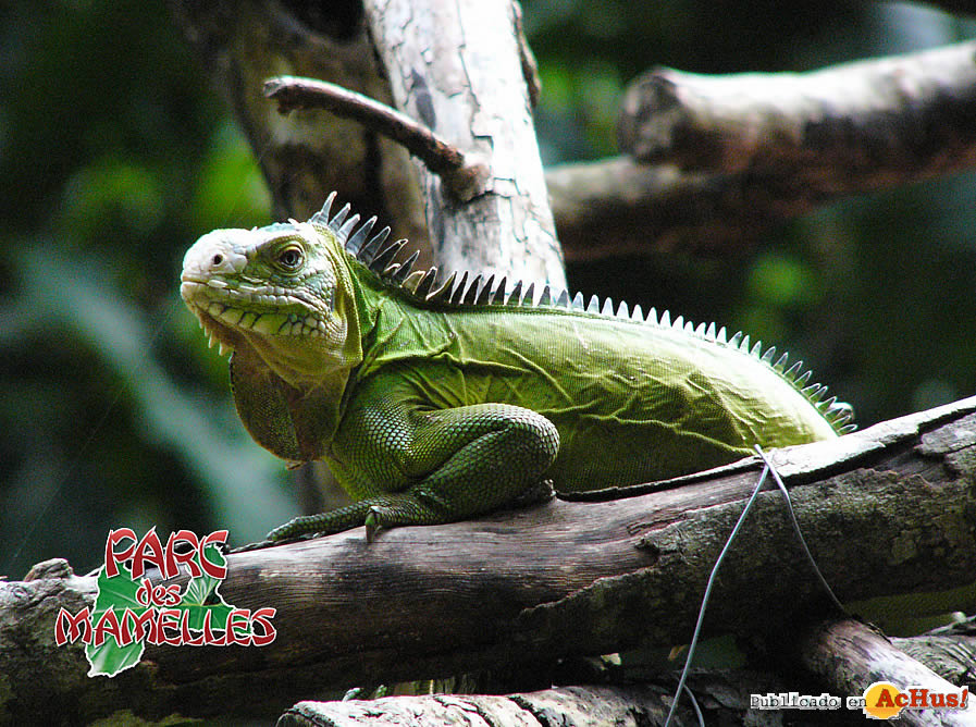 iguane