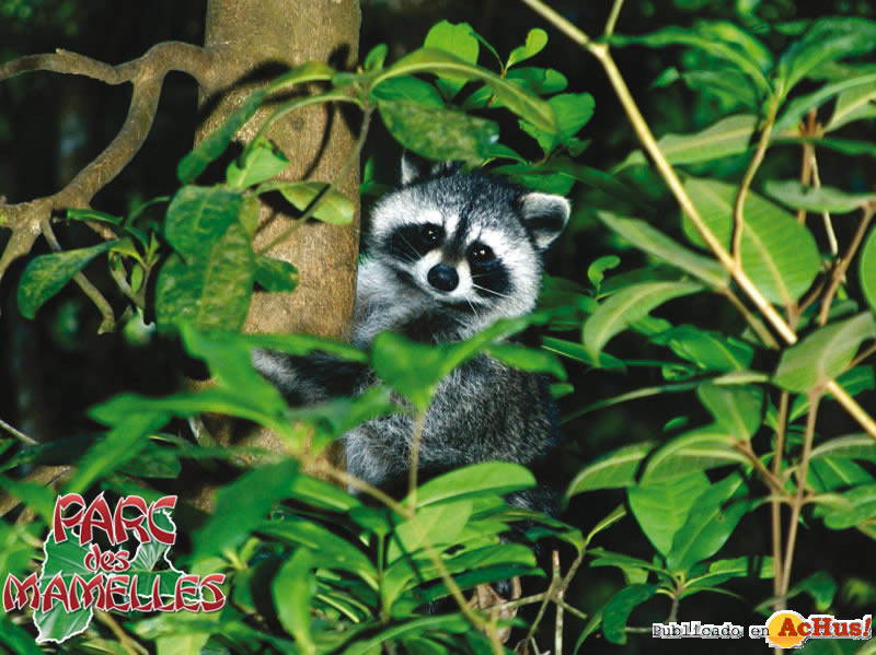 racoon cache dans les arbres