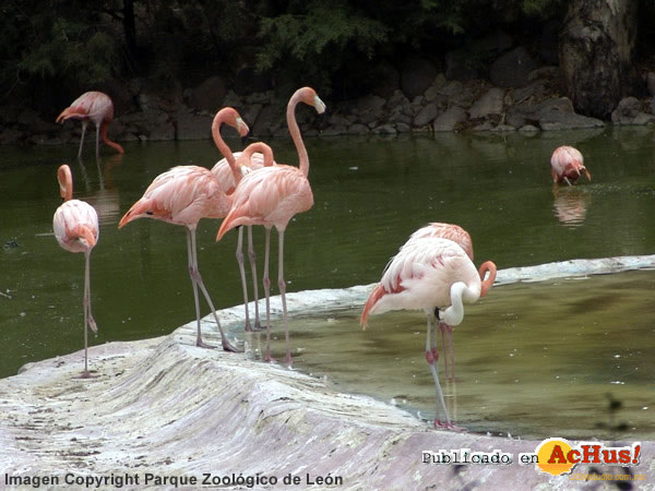 Flamencos