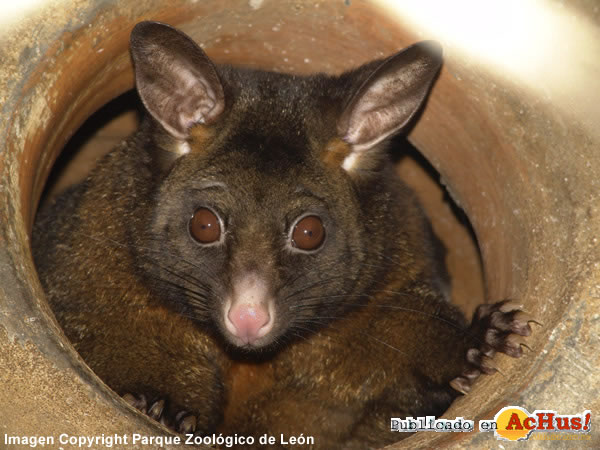 chinchilla adelaida