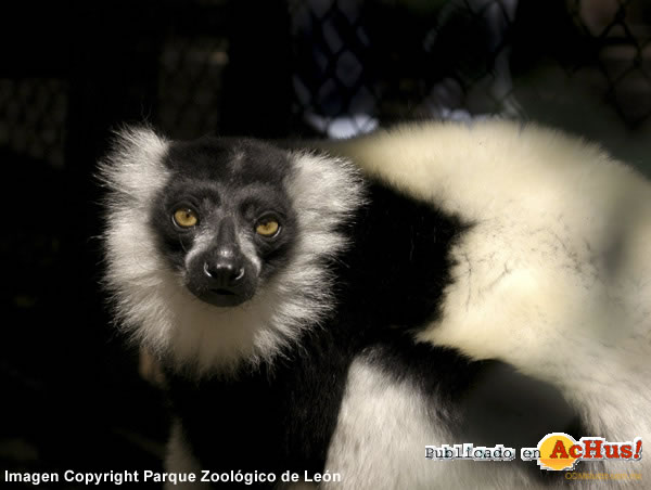 lemur collar