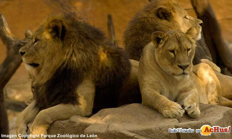 leon