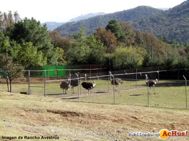 Rancho Avestruz 01