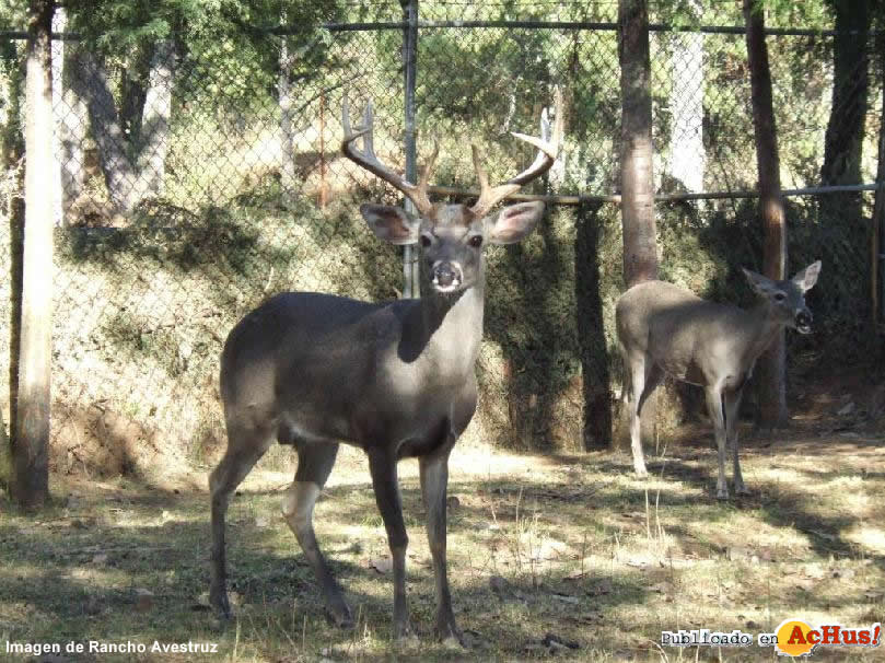 Rancho Avestruz 04