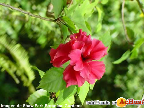 Double Hibiscus