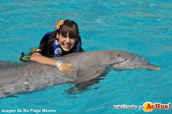 Nadar con los delfines