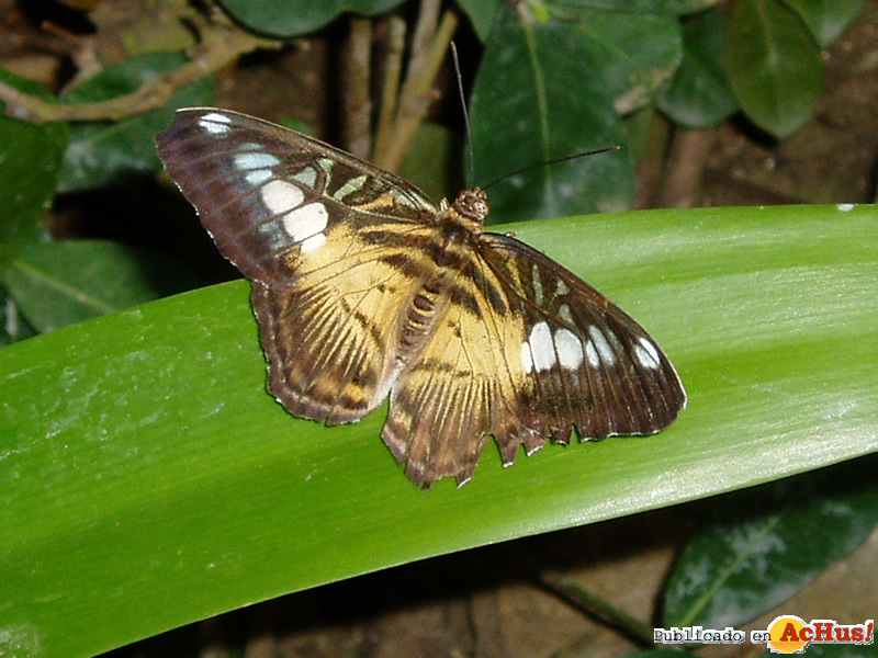 The Butterfly Farm 01