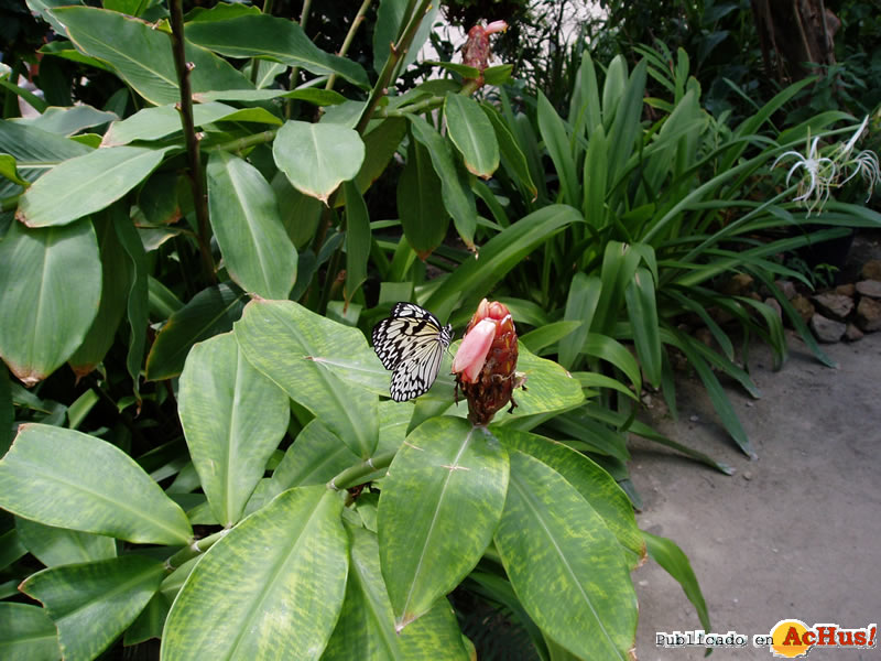 The Butterfly Farm 02