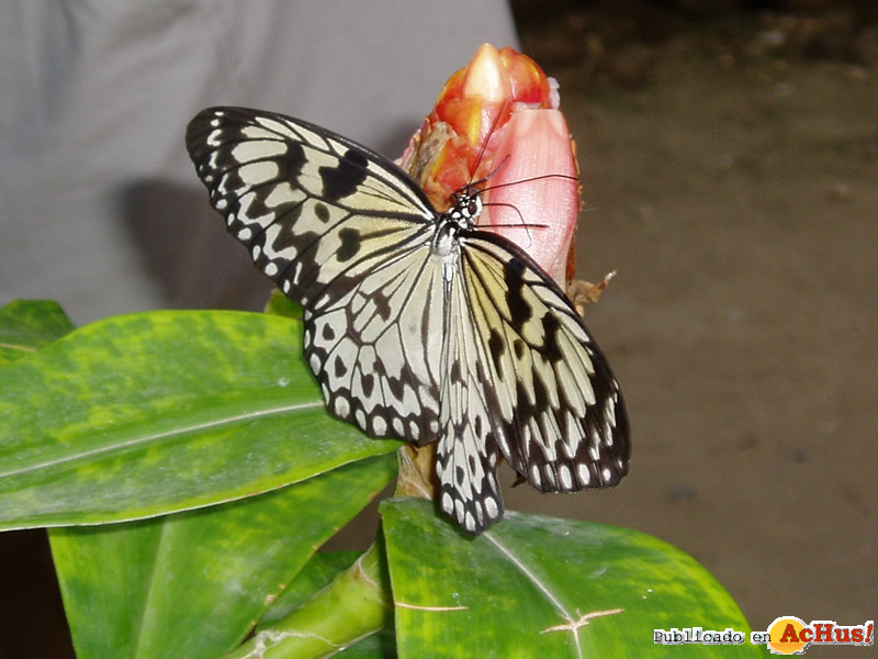 The Butterfly Farm 03