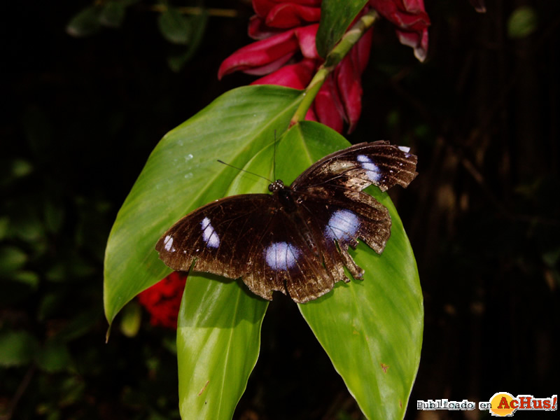 The Butterfly Farm 04